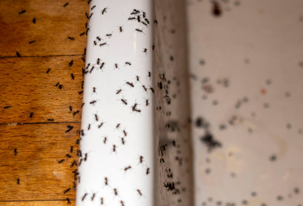 Best Insect Control  in Leavenworth, KS